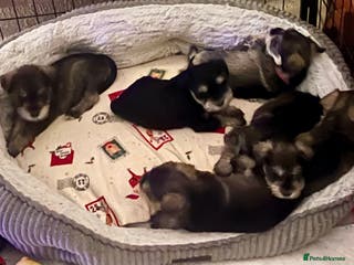 Miniature Schnauzer dogs 🤎🖤🩶Stunning Miniature Schnauzer Pups🩶🖤🤎 - Advert 1