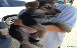German Shepherd dogs for sale: german shepherd pups - Image 7