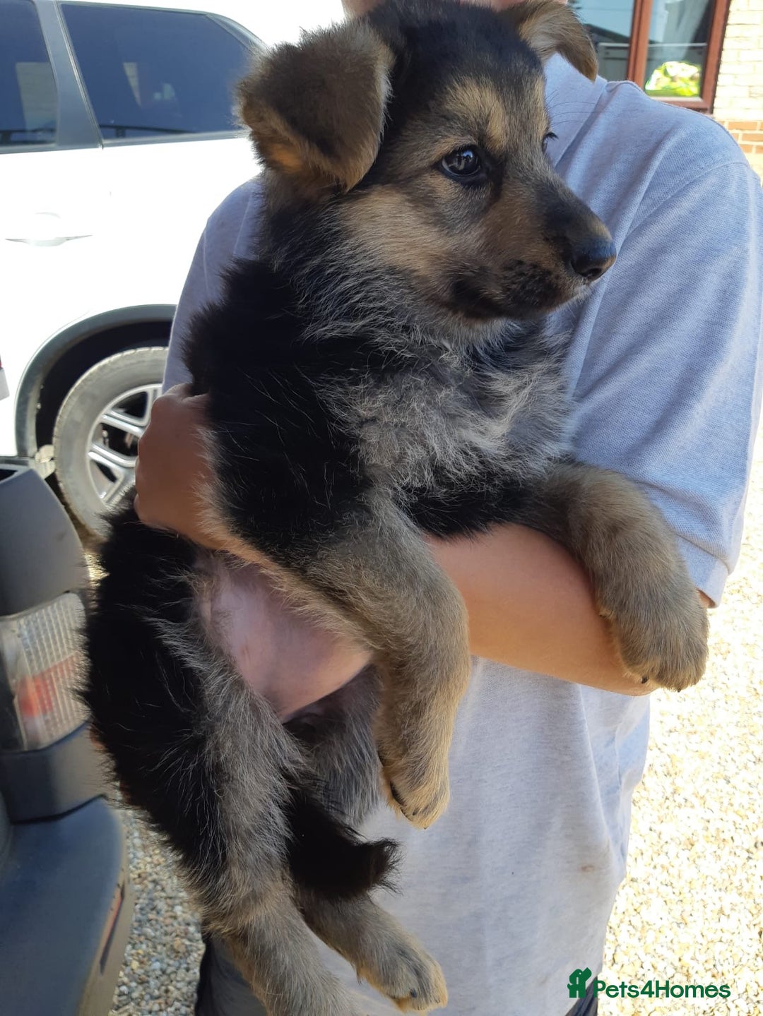 German Shepherd dogs for sale: german shepherd pups - Image 7