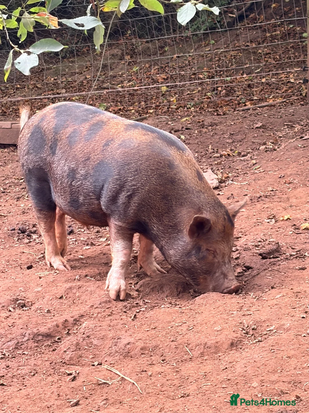Pig livestock for sale: 1 x kunekune x boar and 3 kunekune x male piglets in Abergavenny - Advert 11