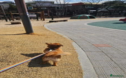 Pomsky dogs for adoption: Goori 4-5 years meat trade survivor  - Image 7