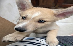 Pomsky dogs for sale: ✨ Adorable Blue-Eyed Pomsky Pups, 11 Weeks Old - Image 18