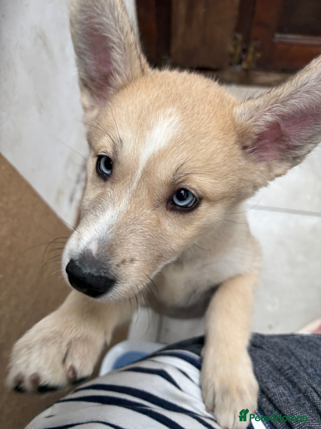 Pomsky dogs for sale: ✨ Adorable Blue-Eyed Pomsky Pups, 11 Weeks Old - Image 18