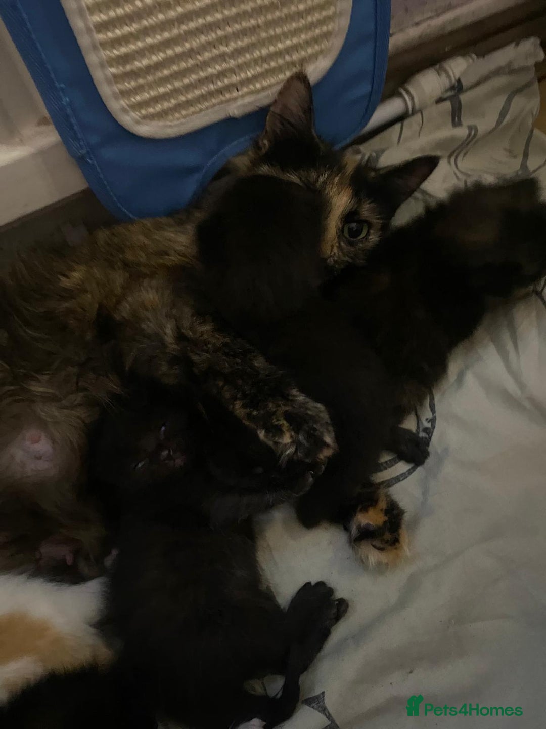 Mixed Breed cats for sale: Kittens for sale  - Image 13