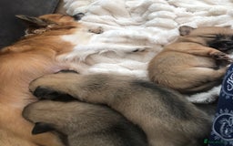 Pomchi dogs for sale: Meet dollys Beautiful pomchi puppies  - Image 5