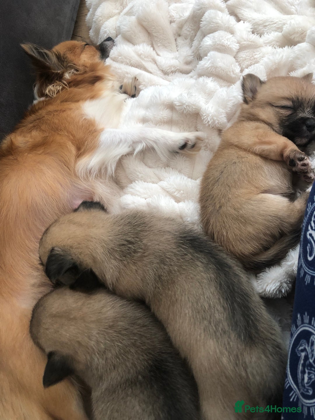 Pomchi dogs for sale: Meet dollys Beautiful pomchi puppies  - Image 5