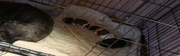 Shih Tzu dogs for sale: Shih Tzu puppies  - Advert 2
