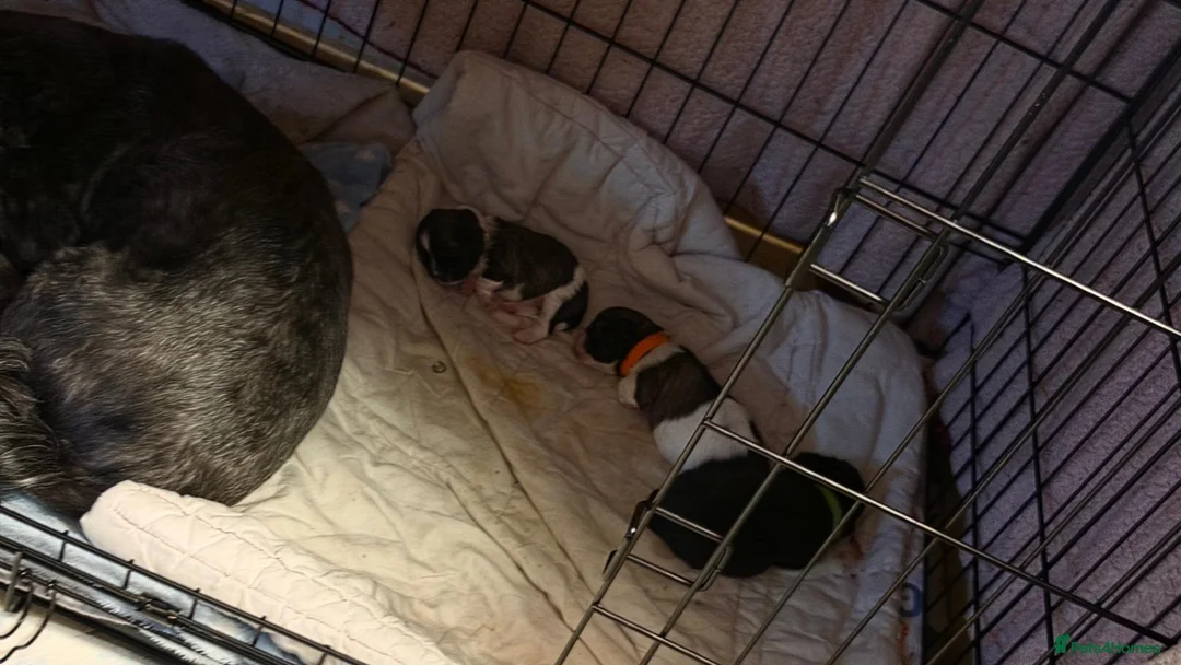 Shih Tzu dogs for sale: Shih Tzu puppies  - Advert 2