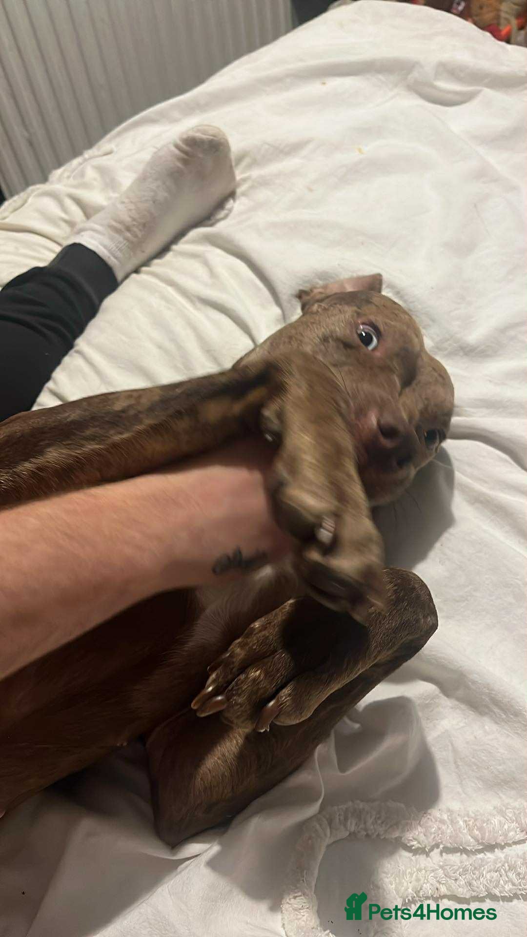 Mixed Breed dogs American bulldog cross  - Advert 2