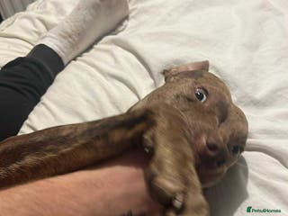 Mixed Breed dogs American bulldog cross - Advert 1