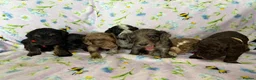 Cockapoo dogs for sale: Beautiful Litter of Merle Cockapoo Puppies - Advert 3