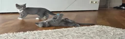 Mixed Breed cats for sale: 3 british shorthair cross kittens, playful & fun - Advert 17