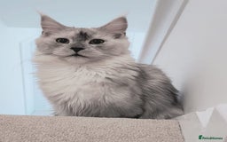Maine Coon cats for sale: Beautiful HIGH Black Smoke Female (Shaded Parents) - Image 1