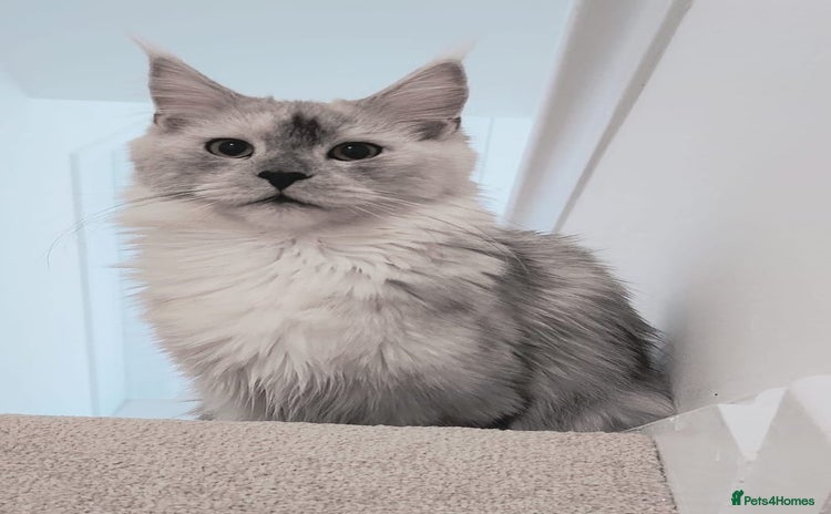 Maine Coon cats - Advert 7