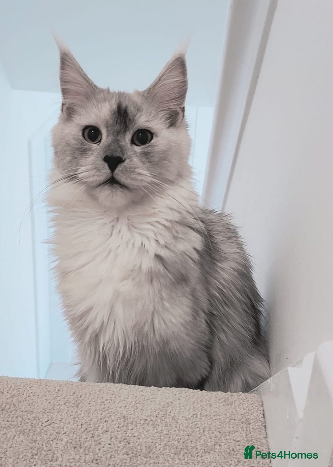Maine Coon cats for sale: Beautiful HIGH Black Smoke Female (Shaded Parents) - Image 1