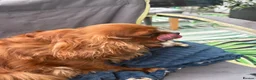 Cavalier King Charles Spaniel dogs for sale: Fully health tested cavalier King Charles puppys - Advert 13