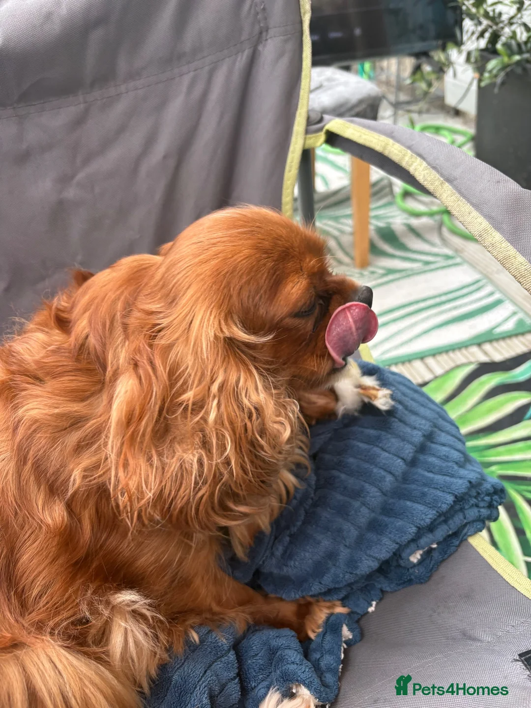 Cavalier King Charles Spaniel dogs for sale: Fully health tested cavalier King Charles puppys - Advert 13