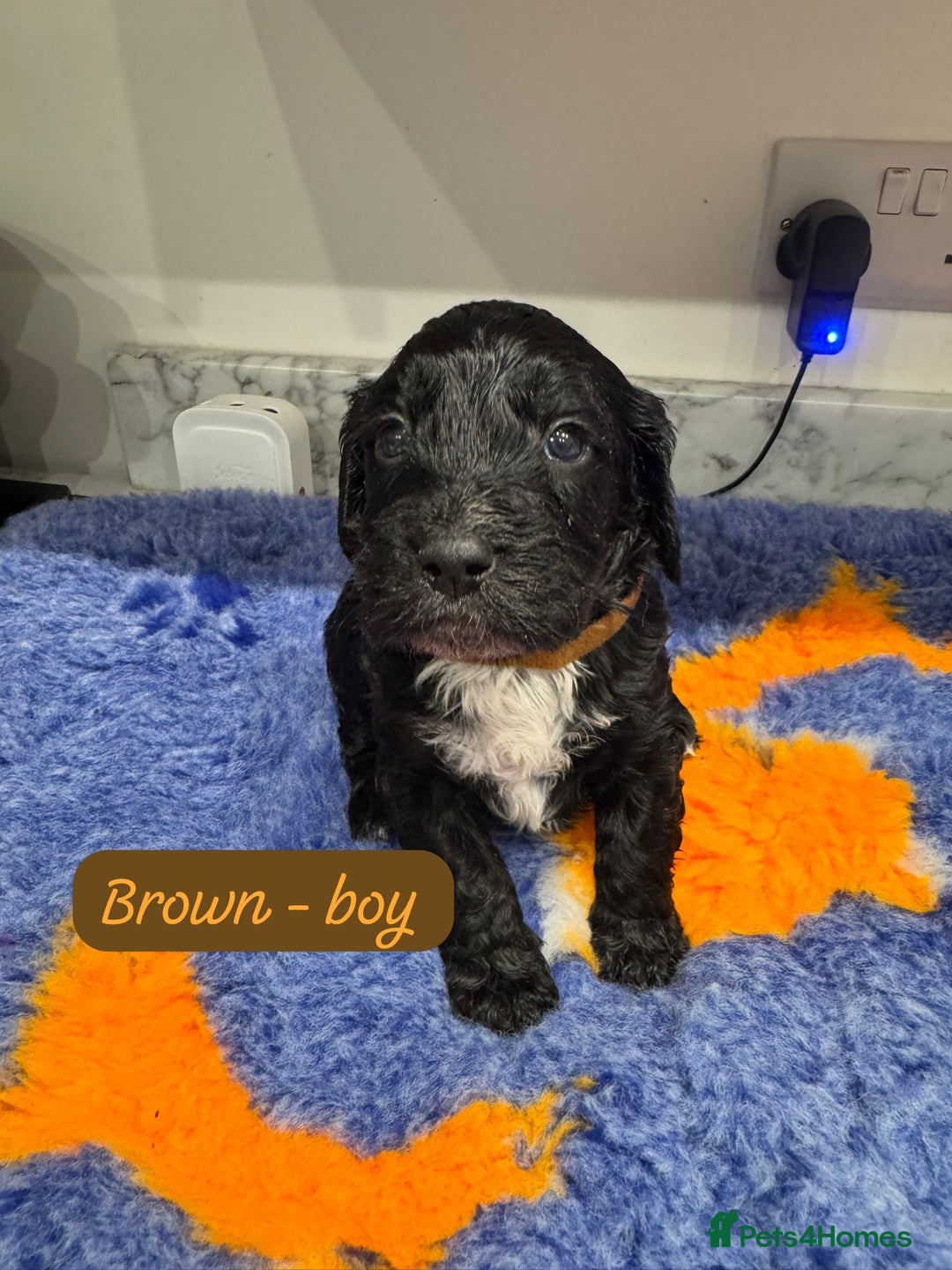 Cockapoo dogs for sale: Cockapoo puppies - Advert 8