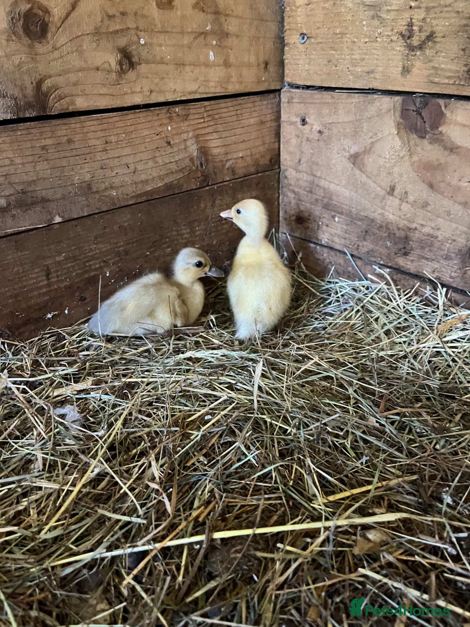 Ducks poultry Call ducklings  - Advert 13