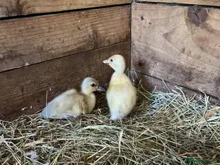 Ducks poultry Call ducklings - Advert 13