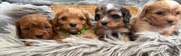 Cavapoo dogs for sale: EXCEPTIONAL EXTENSIVELY HEALTH TESTED BABIES - Advert 3