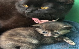 British Shorthair cats for sale: Dark Tortious Shel Kittens in Yeovil - Image 4