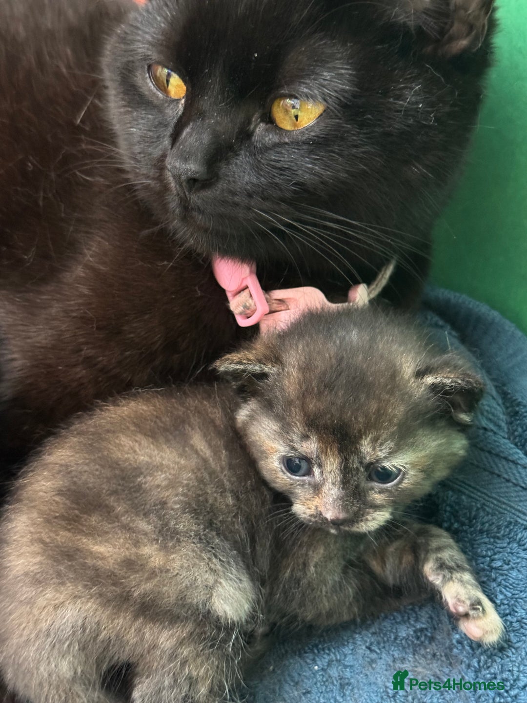 British Shorthair cats for sale: Dark Tortious Shel Kittens in Yeovil - Image 4