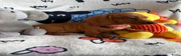 Miniature Dachshund dogs for sale: KC Mini Dachshund.  - Advert 14