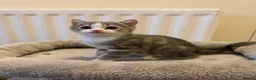 Scottish Fold cats for sale: 4 Scottish fold x Scottish straight  - Advert 8