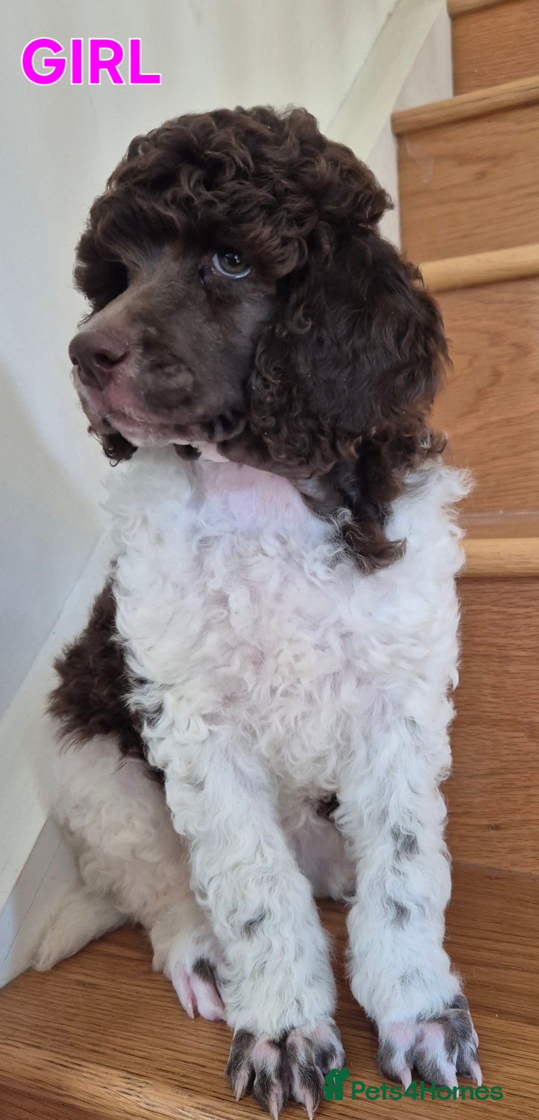 Standard Poodle dogs for sale: KC Reg Chocolate parti Standard Poodle puppies - Image 8