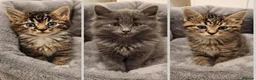 Siberian cats for sale: Beautiful Siberian x Korat kittens  - Advert 3