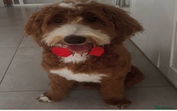 Goldendoodle dogs for sale: Australian Labradoodle RED&White TUX -Waiting list - Image 2
