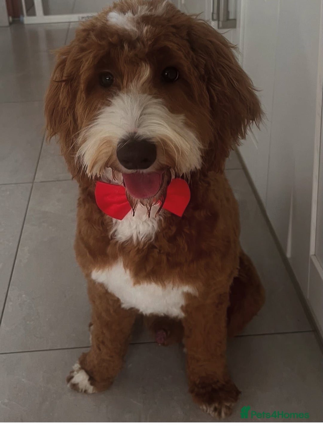 Goldendoodle dogs for sale: Australian Labradoodle RED&White TUX -Waiting list - Image 2