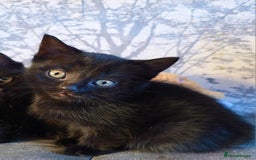 Mixed Breed cats for sale: 3 Black Grey Stripped Kittens For Sale - Image 5