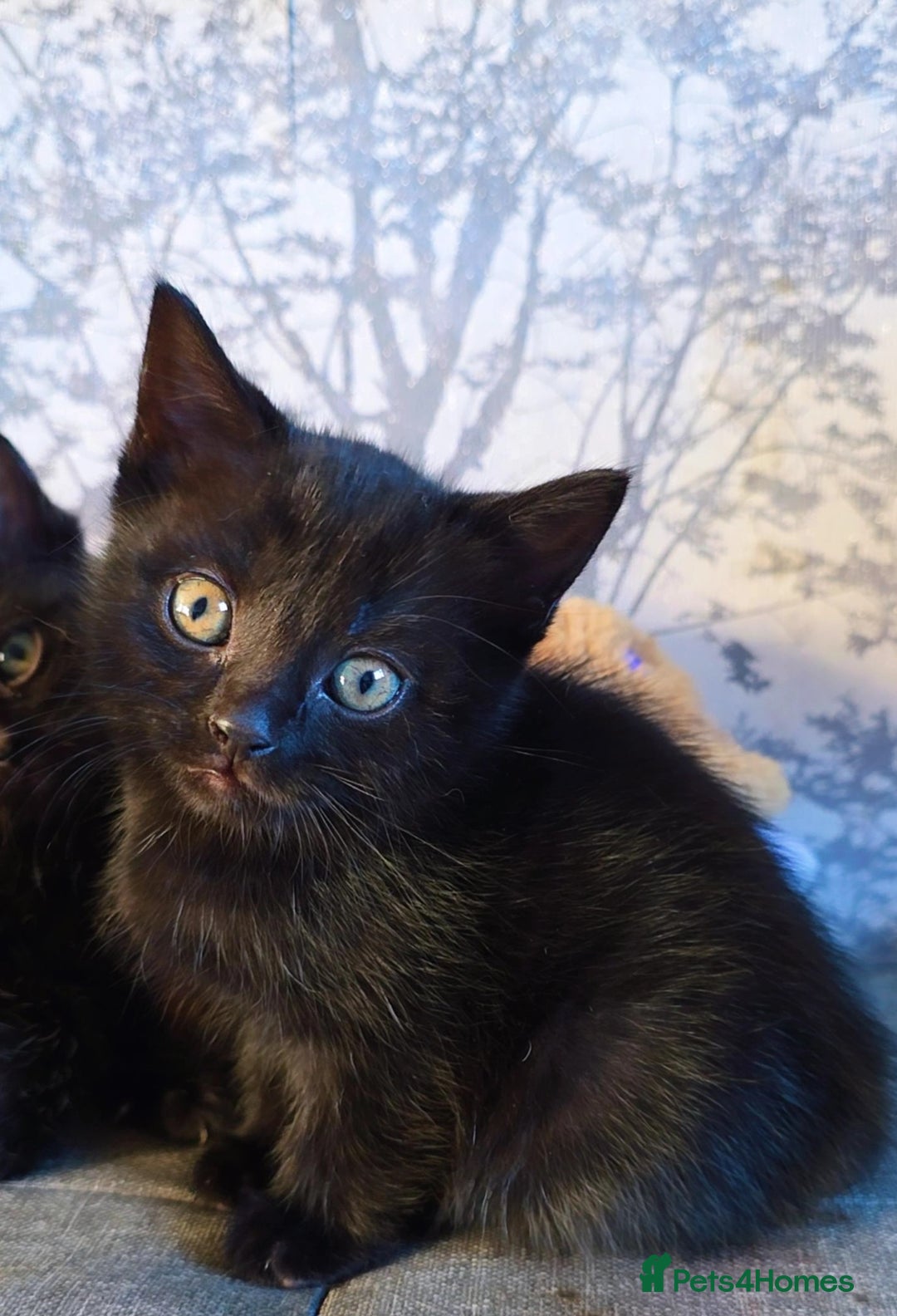 Mixed Breed cats for sale: 3 Black Grey Stripped Kittens For Sale - Image 5
