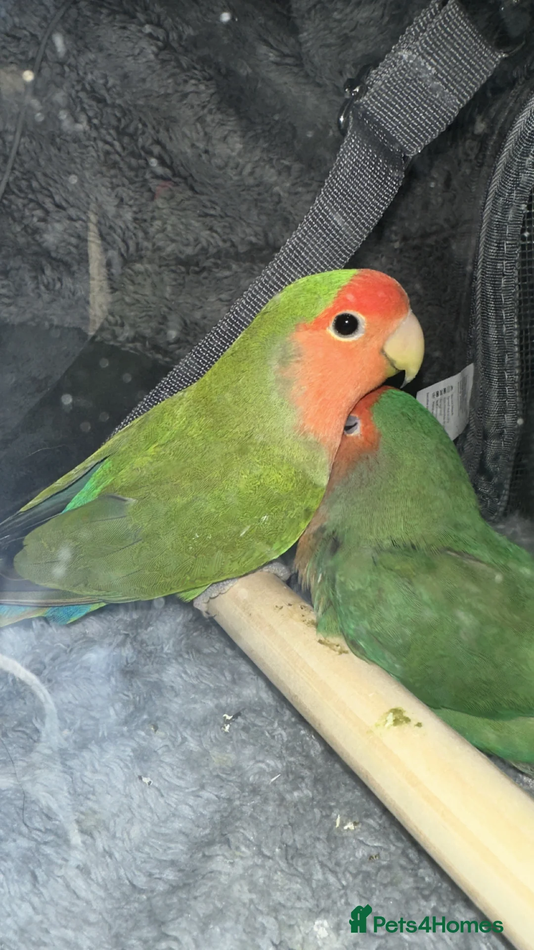 Lovebirds birds for sale: Pair lovebirds for sale (no time wasters) - Advert 2