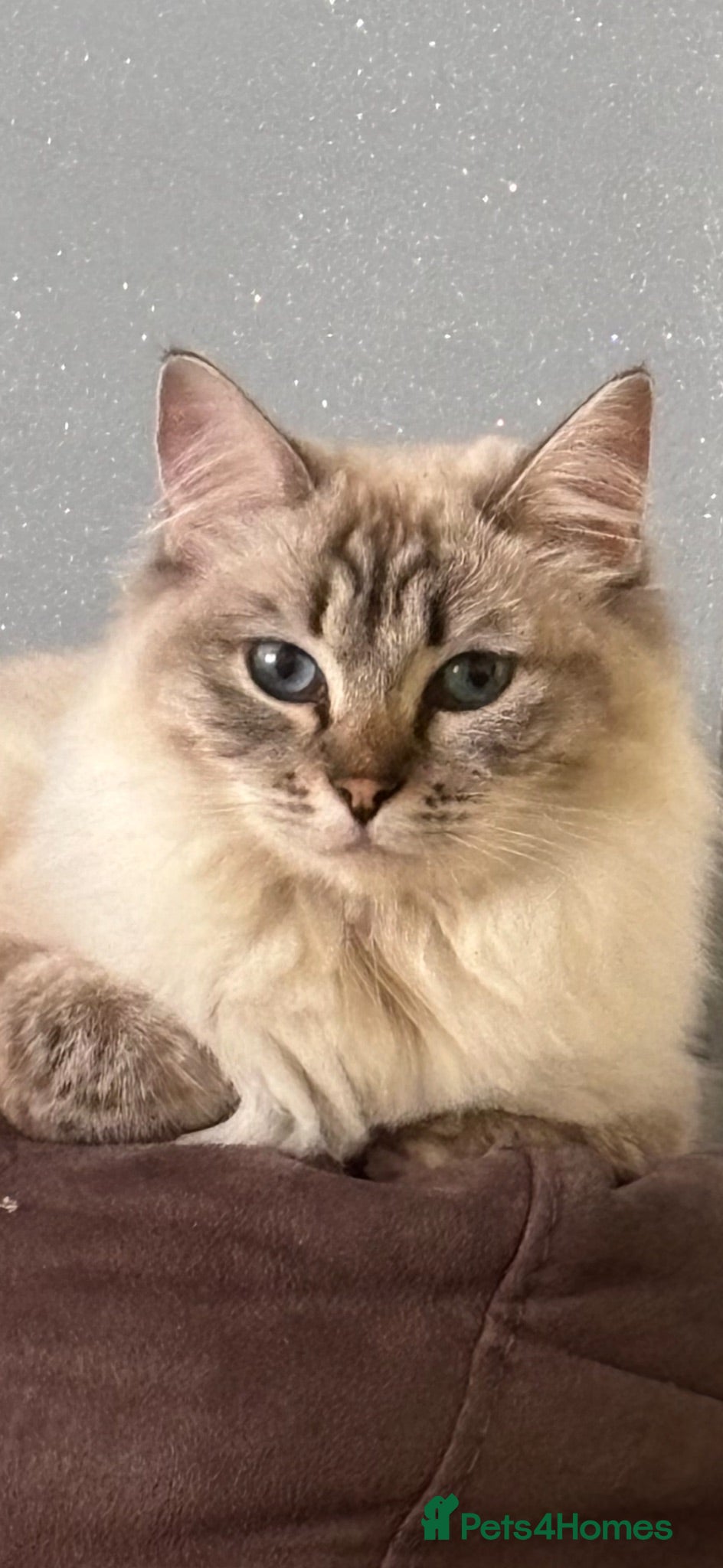 Ragdoll cats Beautiful pedigree kittens  - Advert 1