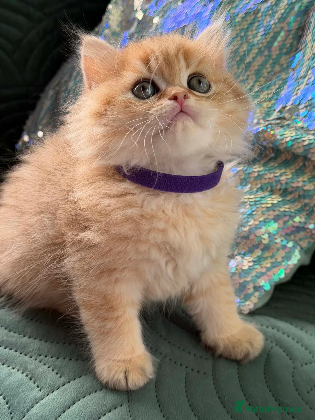 British Longhair cats for sale: CHUNKY, BEAUTIFUL BLH GOLDEN KITTENS  - Advert 6