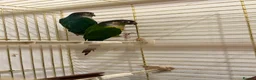 Conures birds for sale: Green cheek conure and Turquoise green cheek parak in Dewsbury - Advert 5