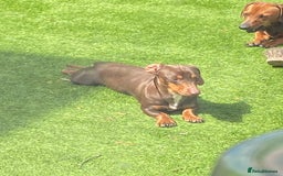 Miniature Dachshund dogs for sale: Miniature dachshund puppies  - Image 3