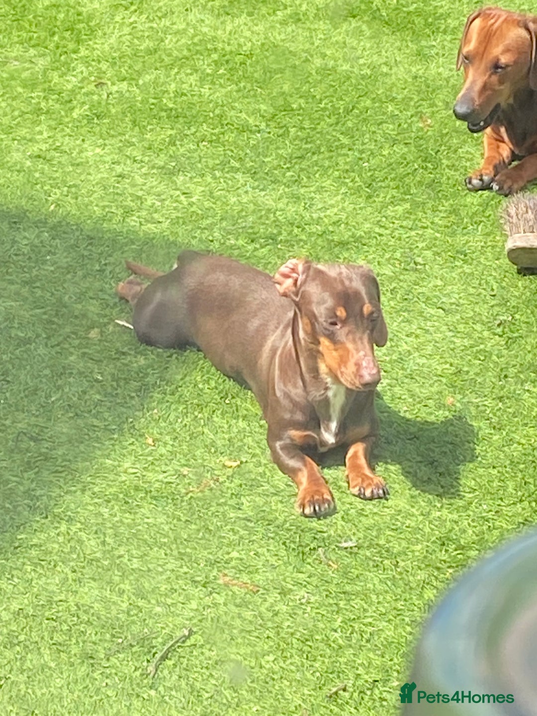 Miniature Dachshund dogs for sale: Miniature dachshund puppies  - Image 3