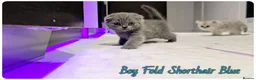 Scottish Fold cats for sale: Scotish Fold Kittens - Advert 15