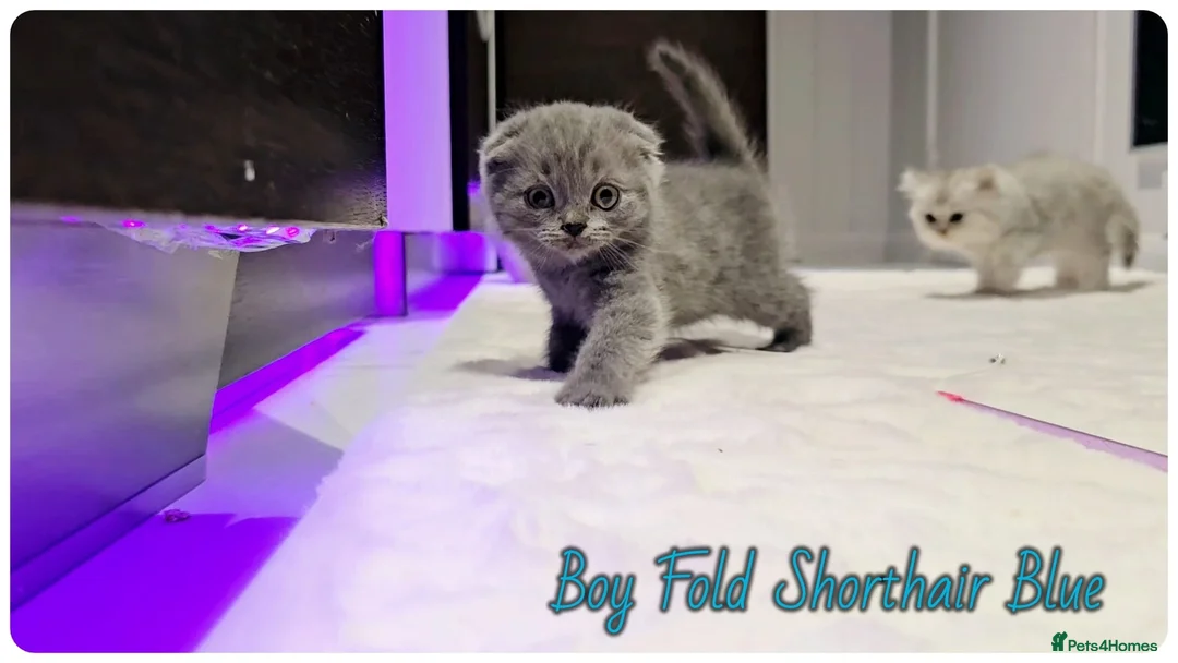 Scottish Fold cats for sale: Scotish Fold Kittens - Advert 15