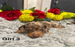 Miniature Dachshund dogs for sale: ❤️ Beautiful Dapple Miniature Dachshund babies ❤️ - Image 10