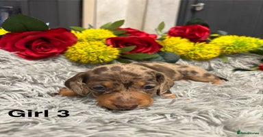 Miniature Dachshund dogs ❤️Beautiful Dapple Mini Smooth Dachshund babies ❤️ - Advert 14