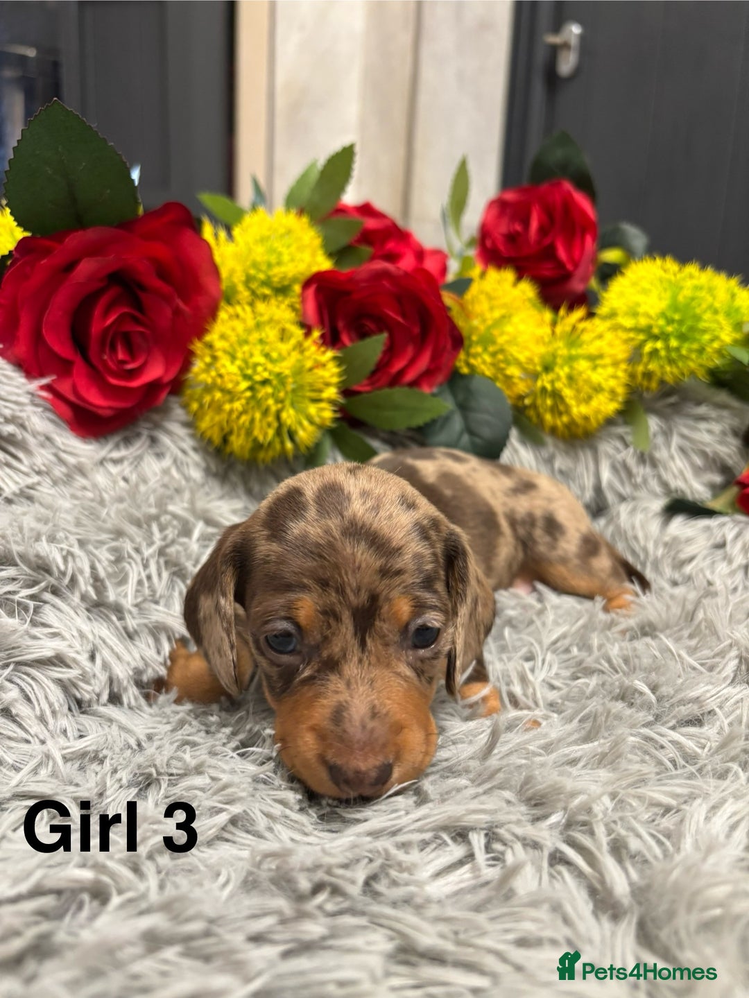 Miniature Dachshund dogs for sale: ❤️ Beautiful Dapple Miniature Dachshund babies ❤️ - Image 10