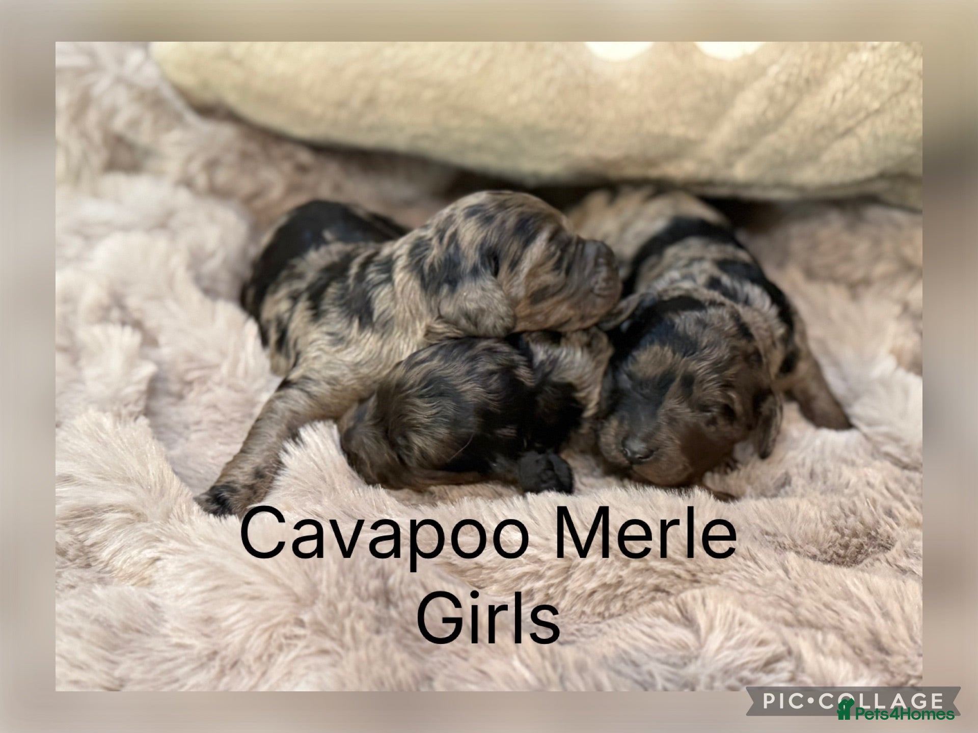 Cavapoo dogs Stunning coloured F1 Cavapoo’s - Advert 1