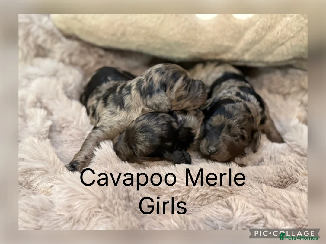 Cavapoo dogs for sale: Stunning coloured F1 Cavapoo’s - Advert 1