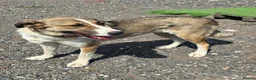 Mixed Breed dogs for adoption: Beautiful Big Girl Blanca  - Advert 16