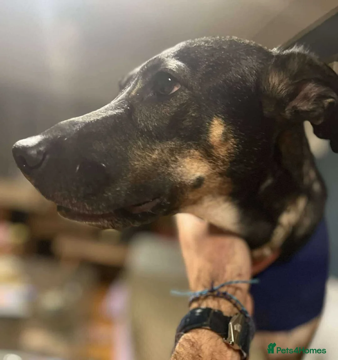 Mixed Breed dogs for adoption: Anthi - in UK Foster (Colchester) - Advert 1